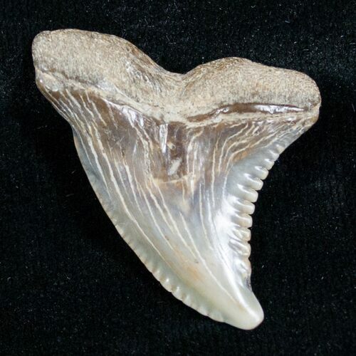 Hemipristis Shark Tooth Fossil #4142